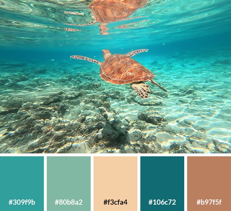 Sea Turtle Color Palette