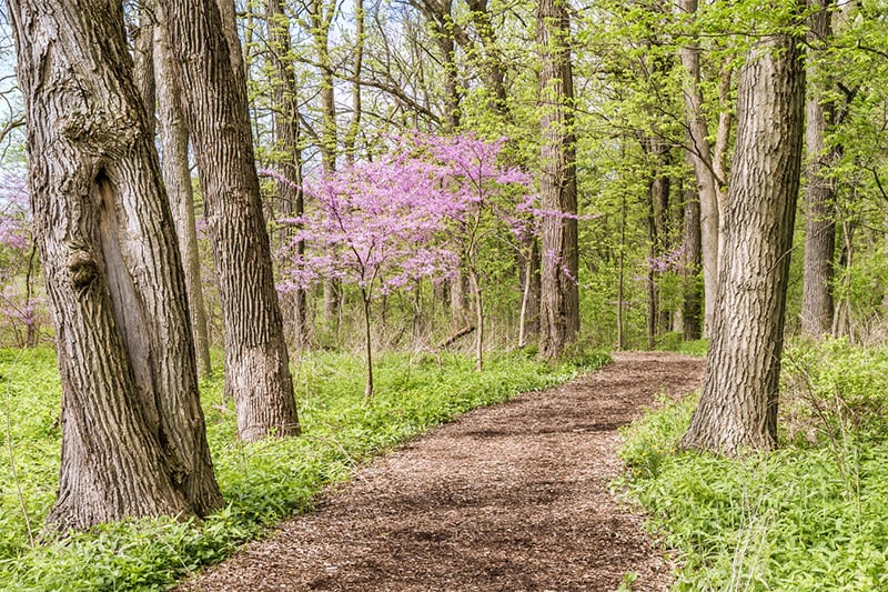 Spring Path