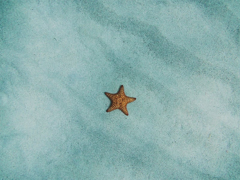 Starfish