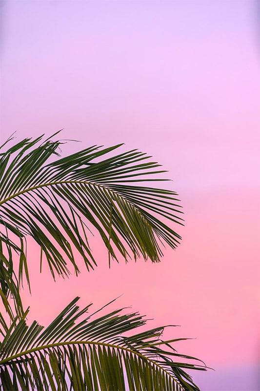 Sunset Palms