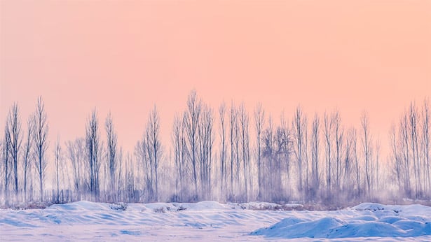 Pink Afternoon