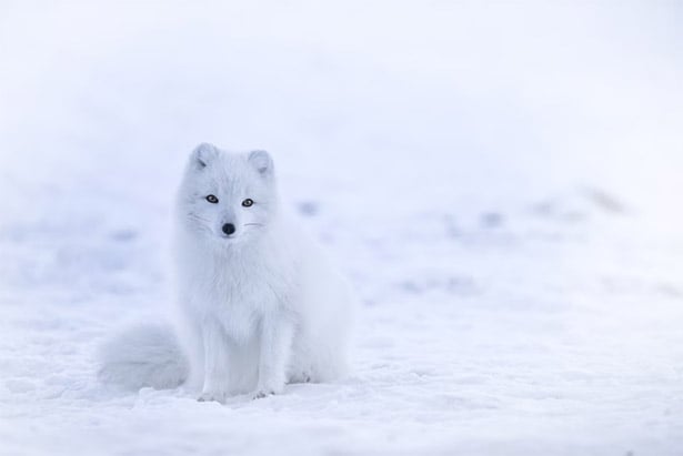 White Fox in the Snow