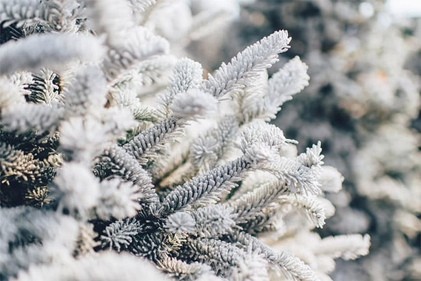 Branches Covered in Snow