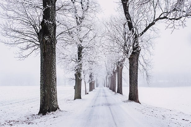 Tree-Lined Street