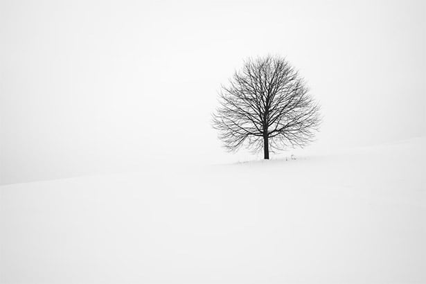 Lone Tree Free Winter Desktop Background