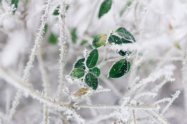 Icy Plant