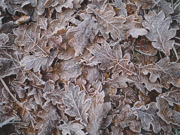 Pile of Leaves